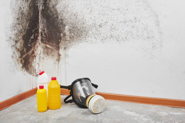 Best Commercial Mold Removal  in Edgeworth, PA