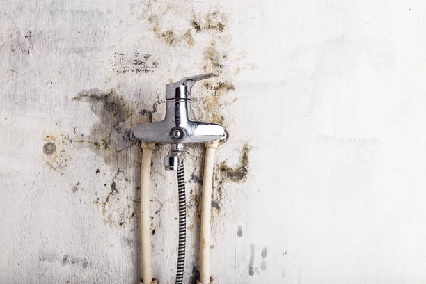 Best Emergency Mold Removal  in Edgeworth, PA