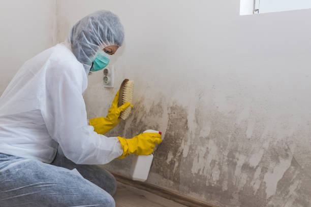 Best Black Mold Removal  in Edgeworth, PA