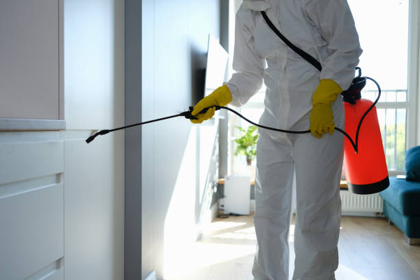 Best Attic Mold Removal  in Edgeworth, PA