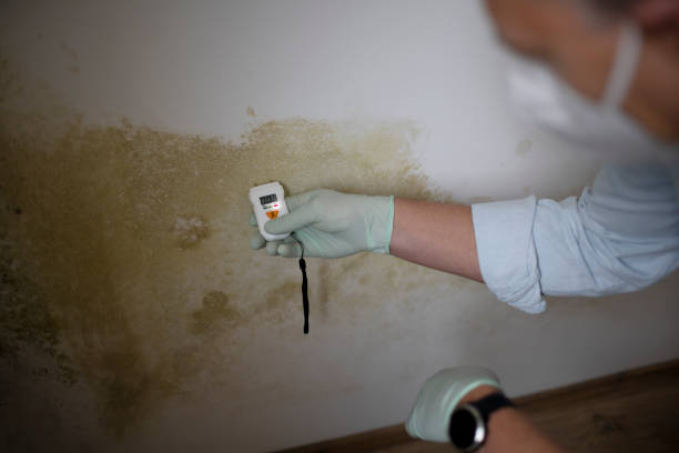 Best Residential Mold Removal  in Edgeworth, PA