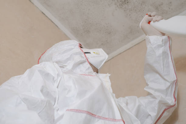 Best Local Mold Removal Service  in Edgeworth, PA