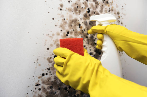 Mold Testing and Removal in Edgeworth, PA
