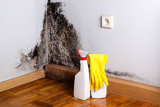 Certified Mold Removal in Edgeworth, PA