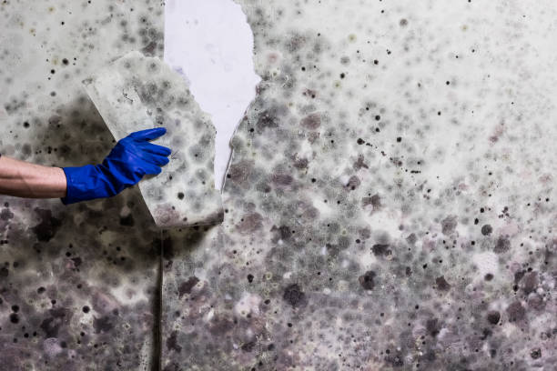 Best Fast Mold Removal  in Edgeworth, PA